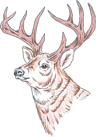 Buck Tattoo