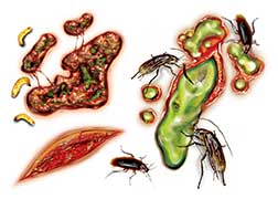 Bugs & Wounds Tattoos