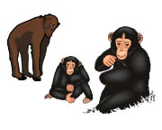 Chimps Tattoos