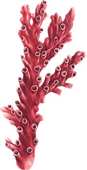 Coral Tattoo