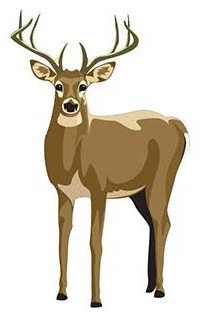 Deer Tattoo