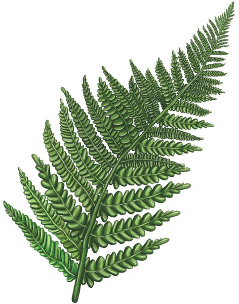 Fern Leaf Tattoo