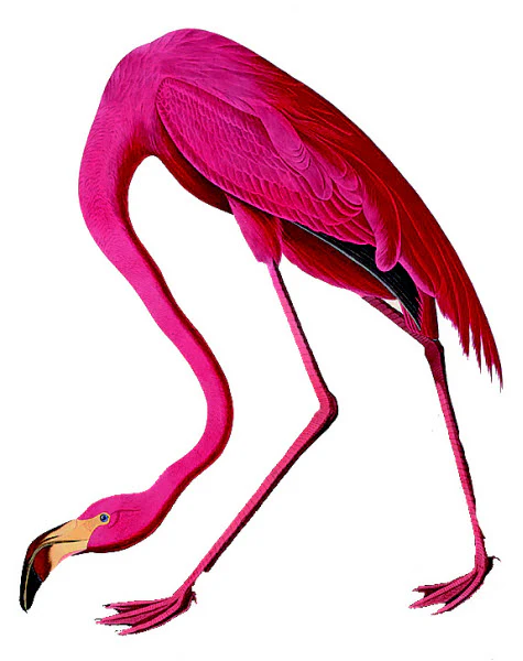 Flamingo Tattoo