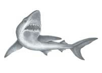 Jaws Tattoo