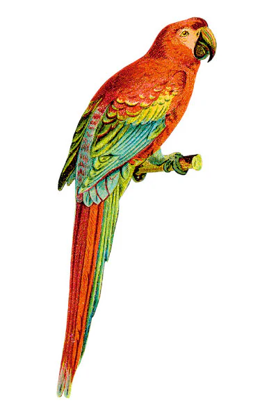 Loro - Tattoonie