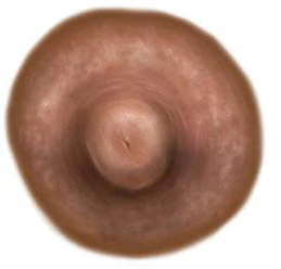 Medium Brown Nipple Temporary Tattoo (M)