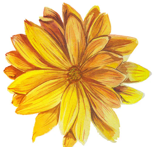 Orange Pastel Daisy Tattoo