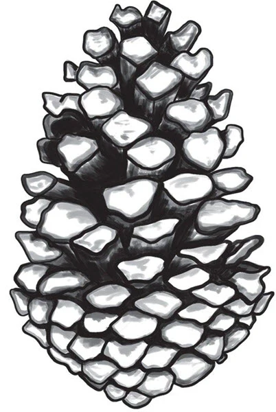 Pine Cone Tattoo