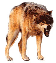 Realistic Wolf Tattoo