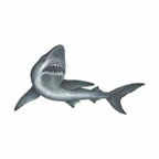 Small Shark Tattoo