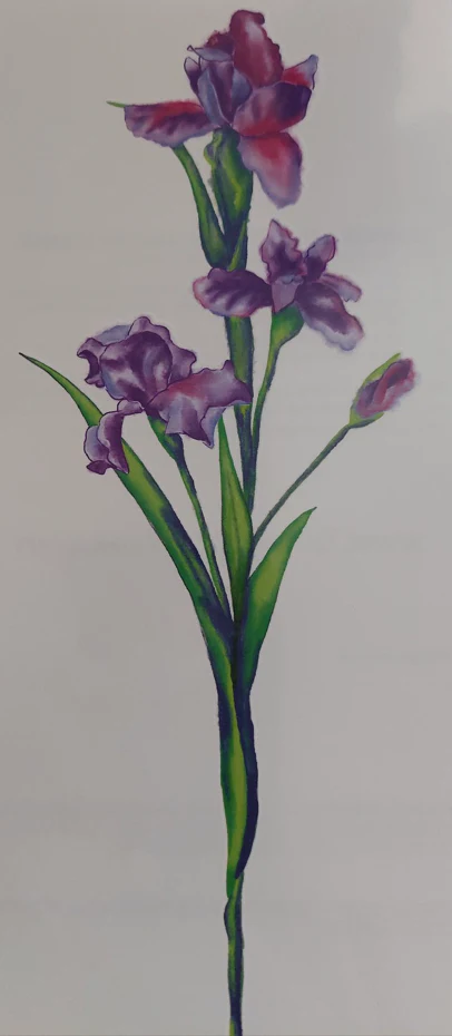 Watercolor Iris Temporary Tattoo - Image 3
