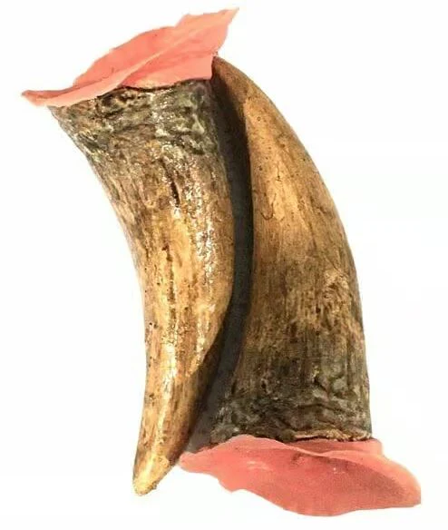 XL Horns - Tinsley Transfers - Image 2